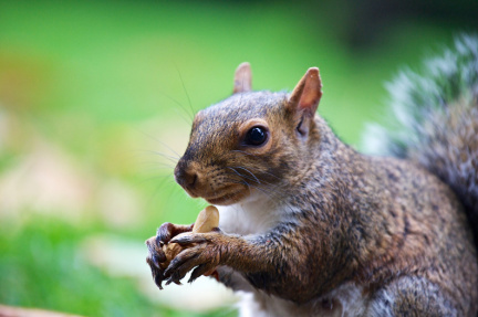 Nut